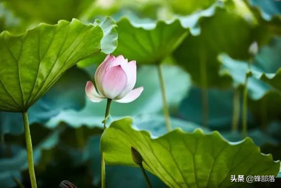 今日小暑入伏，古人有3大讲究，还有“4吃3忌”，老规矩有意思