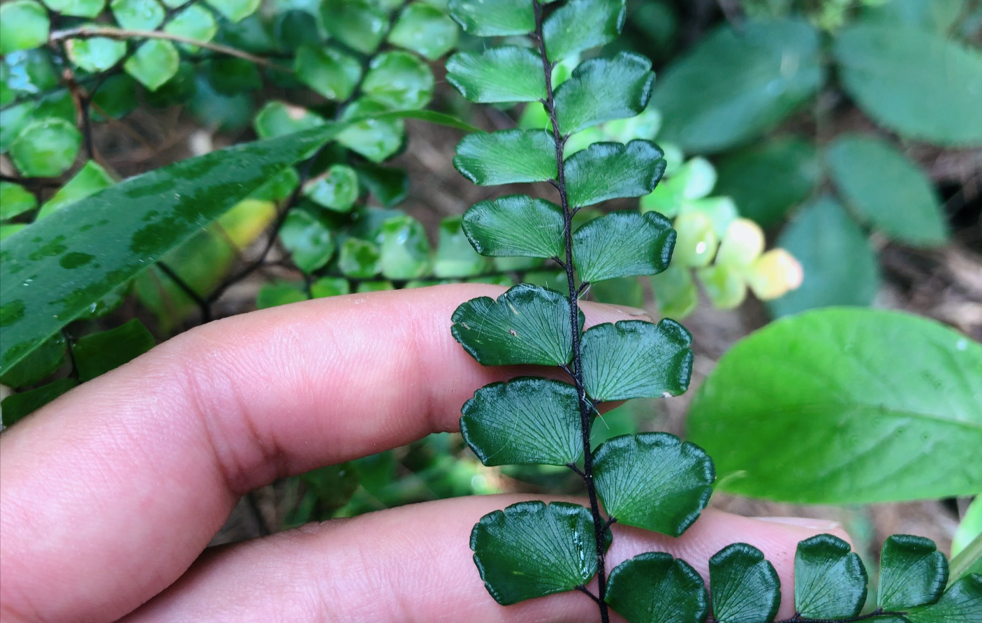 农村山里这种奇特植物,原来就是猪鬃草,都有哪些用途你知道吗?