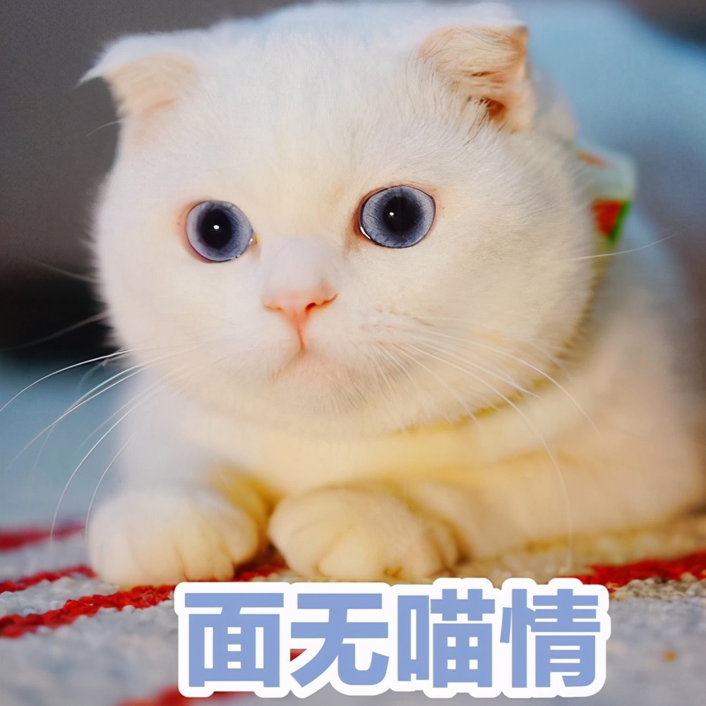 “脾气好到爆”的几种猫咪，最适合想养猫的你
