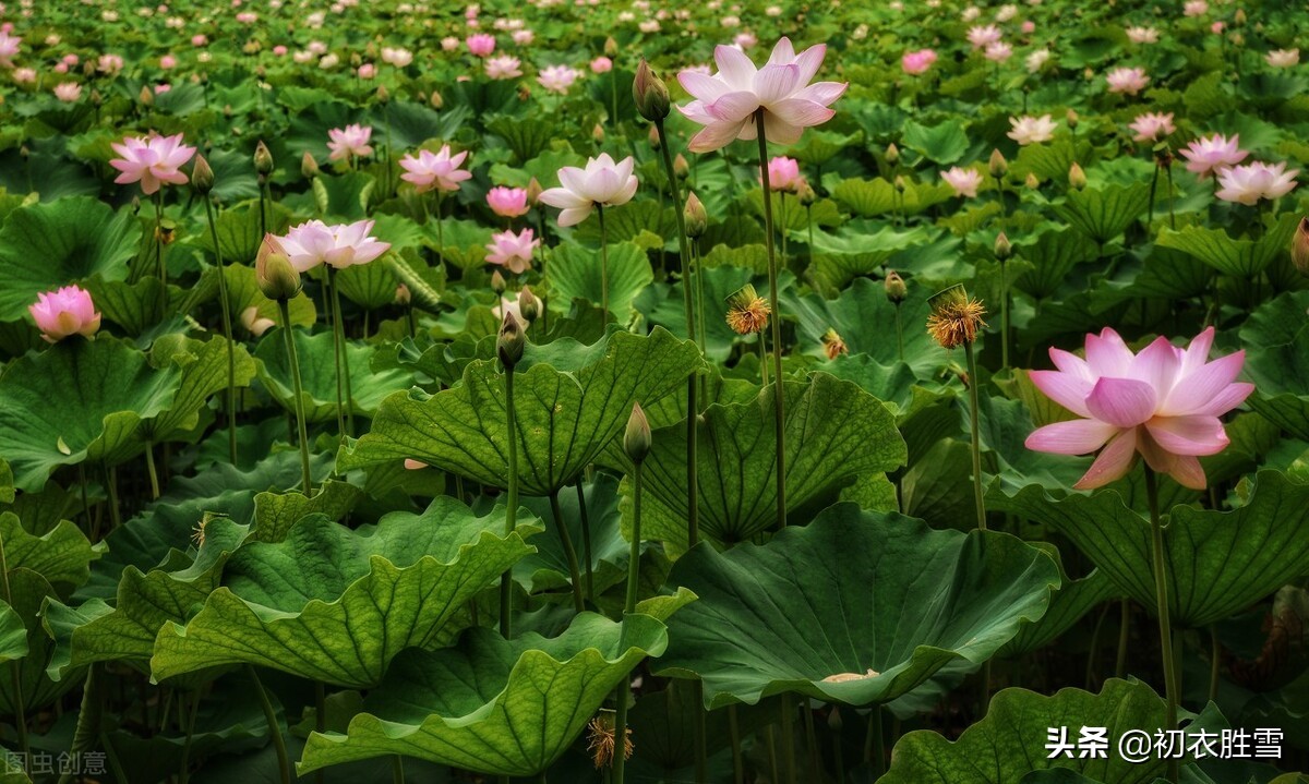 莲花古诗五首，莲子清如水，莲心彻底红，莲花中国古代的爱情之花