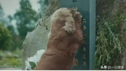 狗狗为求主人不杀,寒风中下跪一小时