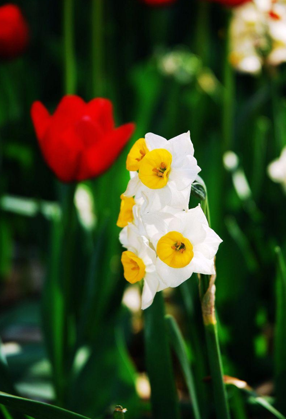 水仙花开迎春来，古诗词里的水仙花，素洁幽雅，超凡脱俗