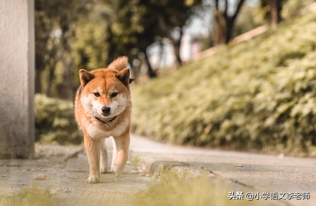 写动物作文的好开头、好中间、好结尾，让孩子积累并运用吧