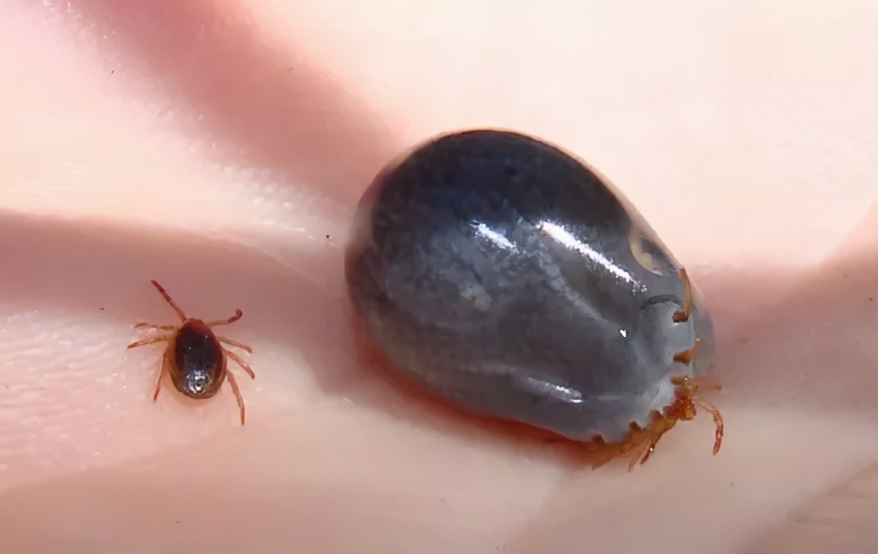 带娃出门一定小心这种"夺命黑虫"!已有多人中招