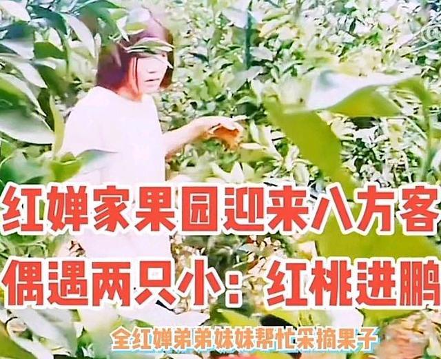 全红婵1家4口干活曝光！妹妹弟弟很忙，妈妈开心笑了老爸端坐休息