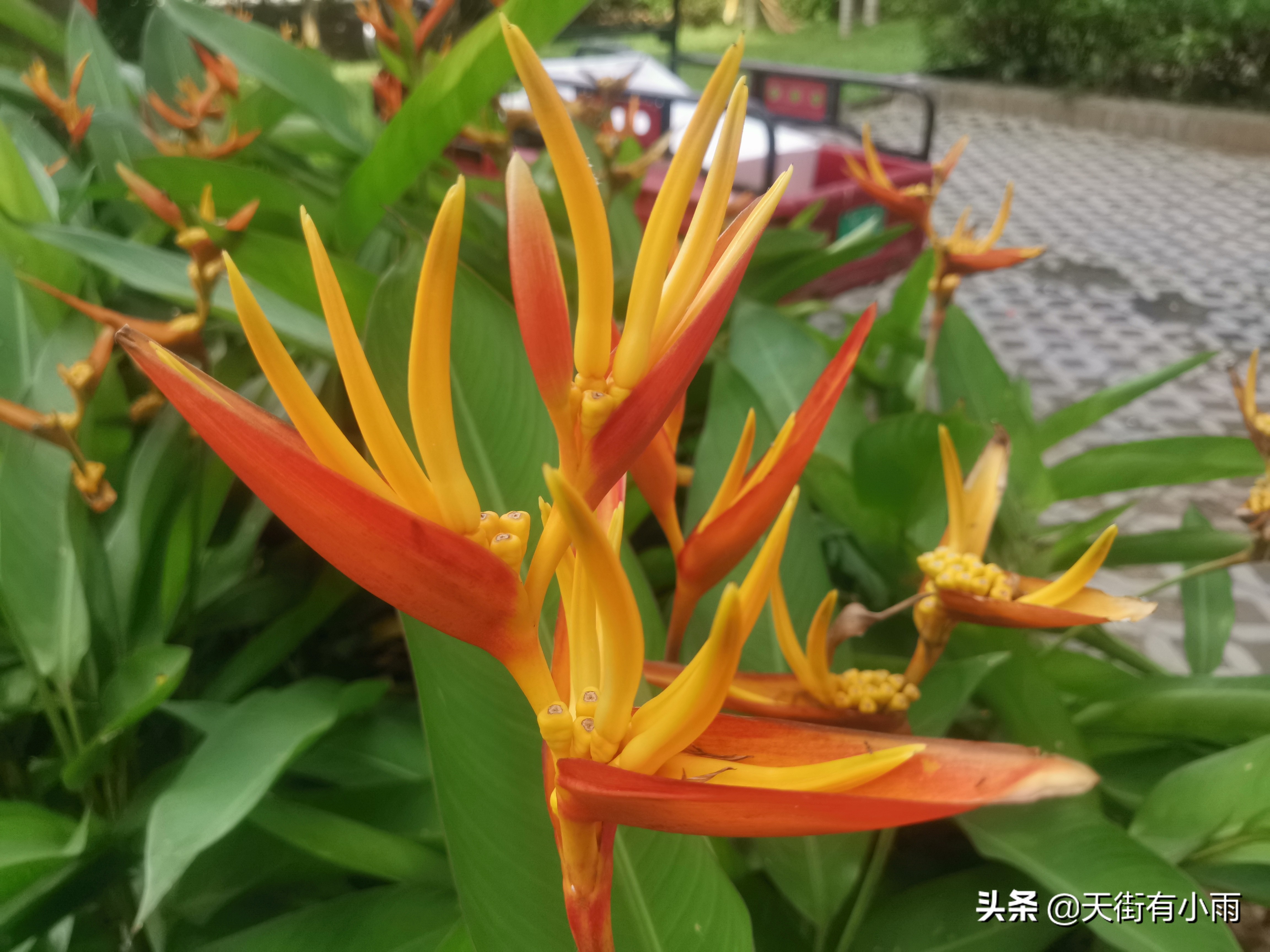 彩虹火鸟蕉怎么养不容易死科普