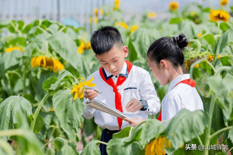 重庆一小学楼顶种14000株向日葵，盘点别人家学校的花式楼顶风光