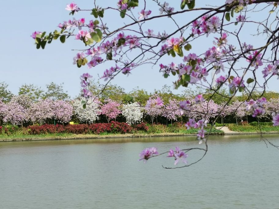 浓烈芬芳  春风十里赏花路  徜徉在广州海珠湿地的花海之中