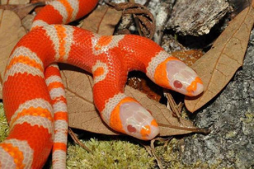 一种罕见的变异蛇——双头蛇,控制头部的基因不稳定,发生了变异