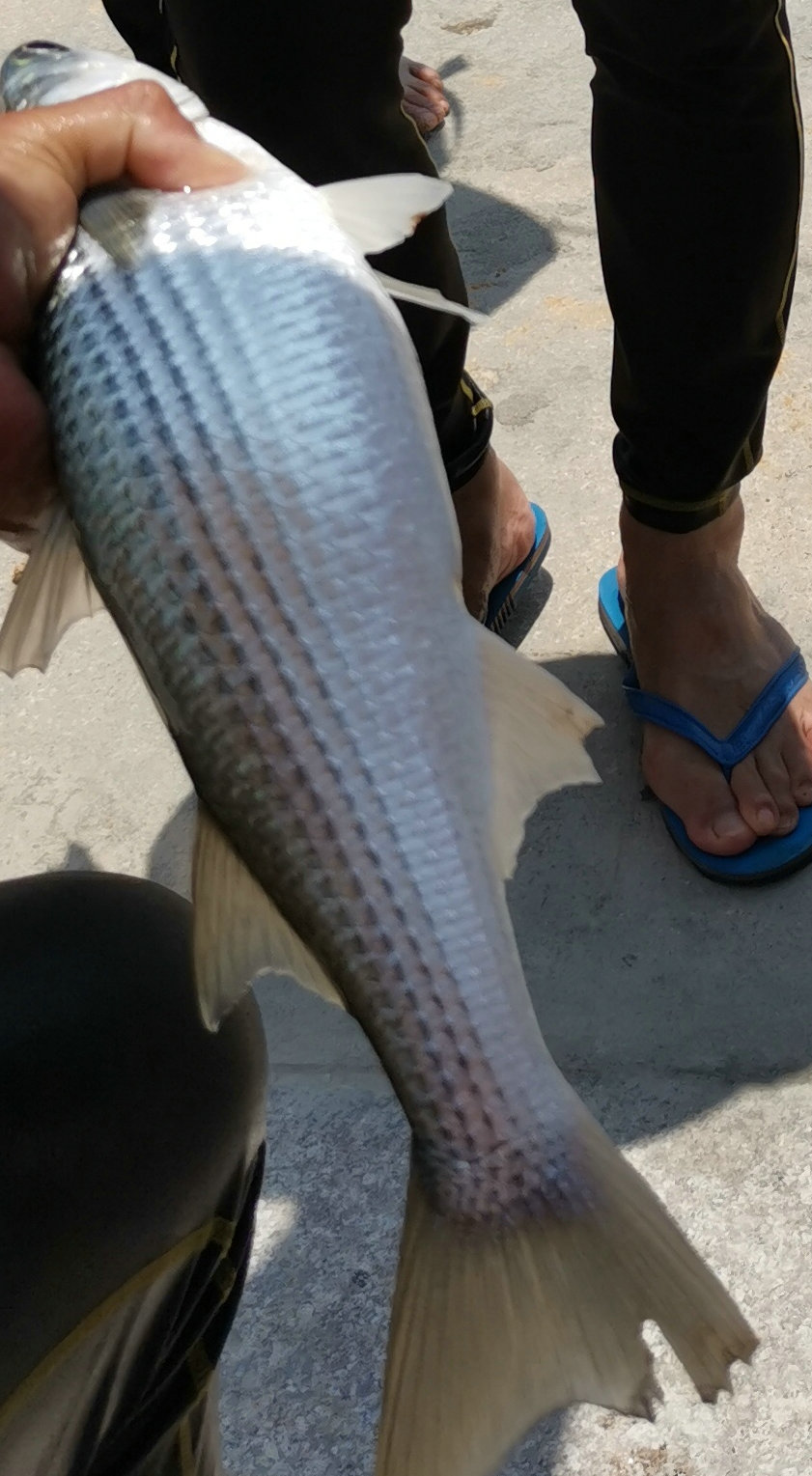 湛江河道乌头鱼"大爆发",钓鱼人:都被人网走了