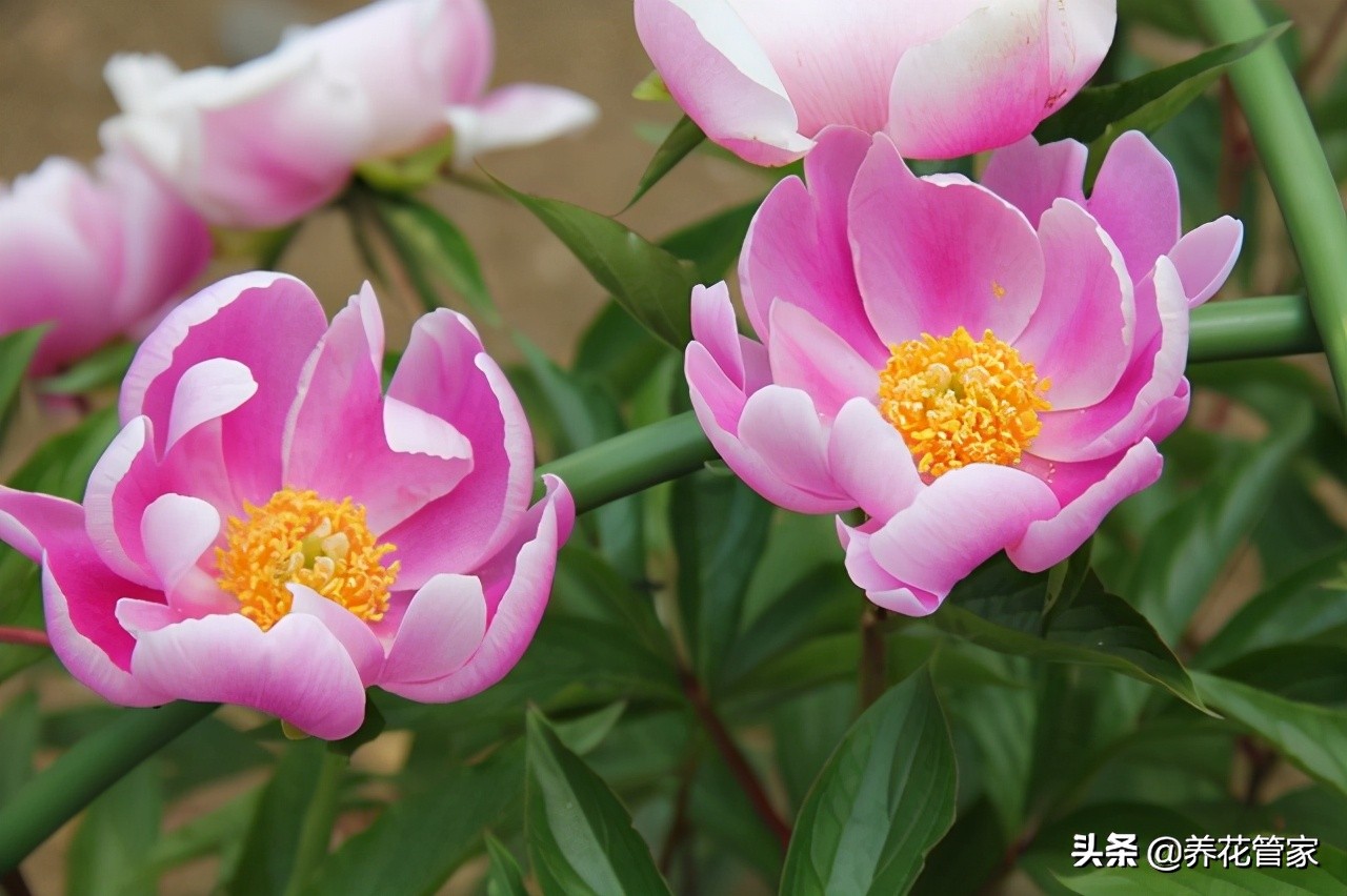 芍药花的样子介绍是(盘点芍药的八大花型)