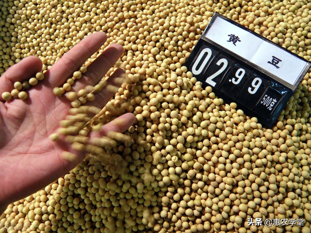 现在大豆价格多少钱一斤？2021年10月大豆最新行情走势预测分析
