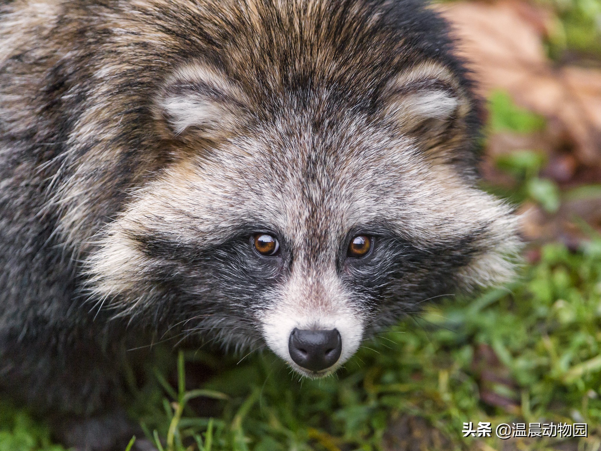 化狸:日本传说中的妖怪,爱喝酒捉弄人,会用树叶变身
