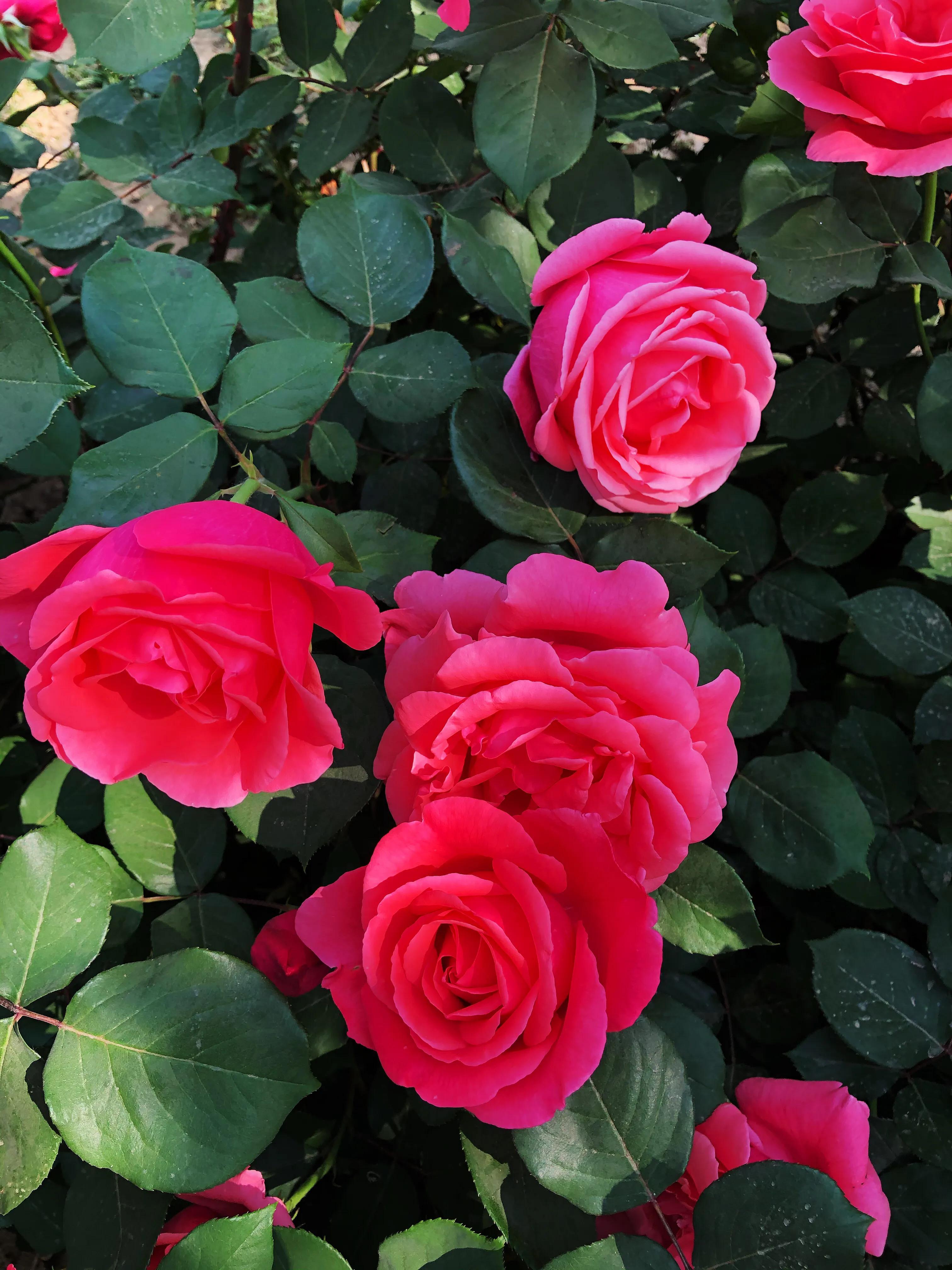 公园广03;还是道路两旁,小区庭院;到处是姹紫嫣红,香气四溢的月季花