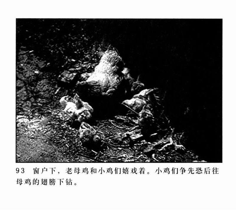 「PP连环画」超经典影片《三毛流浪记》