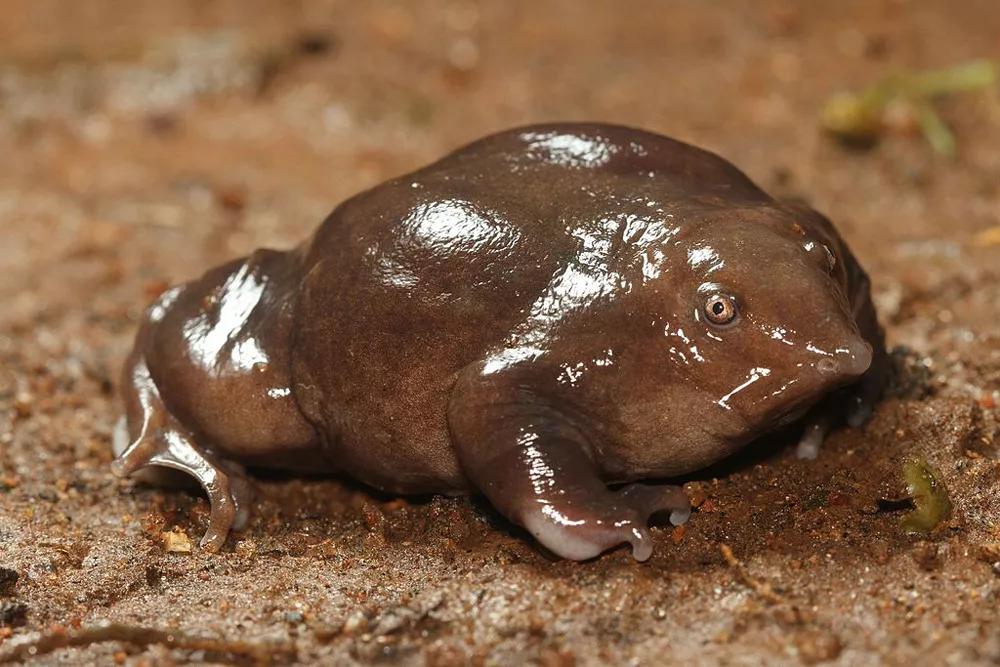 6毫米长的青蛙,14种造型奇特的青蛙种类