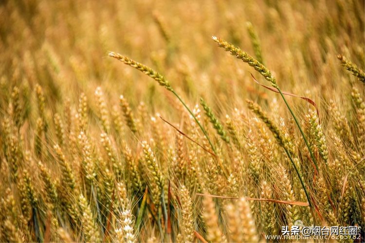 人们常说"三夏"大忙季节，即指忙于夏收、夏种和春播作物的夏管。