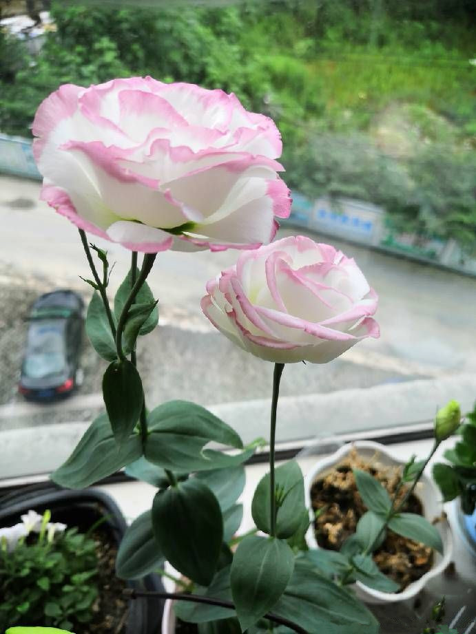 这朵花是世界名花，有“无刺玫瑰”之称，皮真的很容易养，还是盆栽佳品