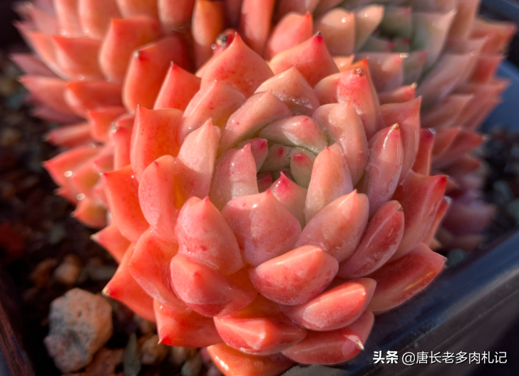 多肉配土是按体积还是重量来算占比？这是让“萌新”很纠结的问题