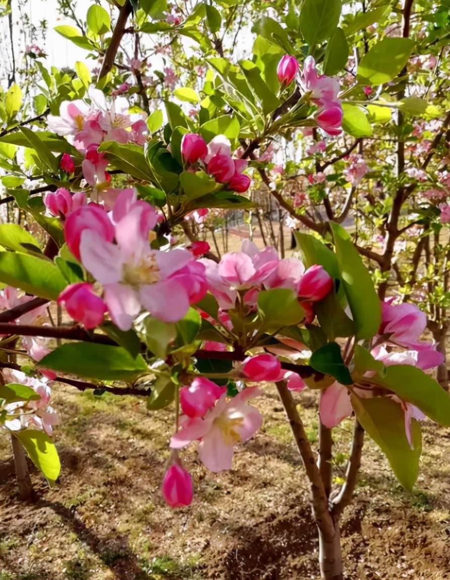 九种“吉祥树”，越老越值钱，越养越“富贵”