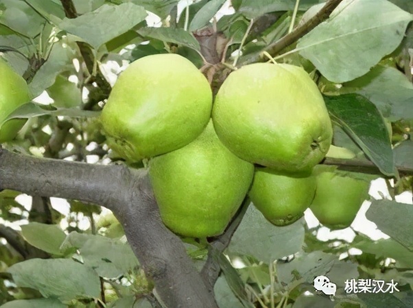 不同品种梨的缺点