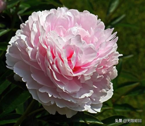 唯有牡丹真国色：10首最经典的牡丹花诗词