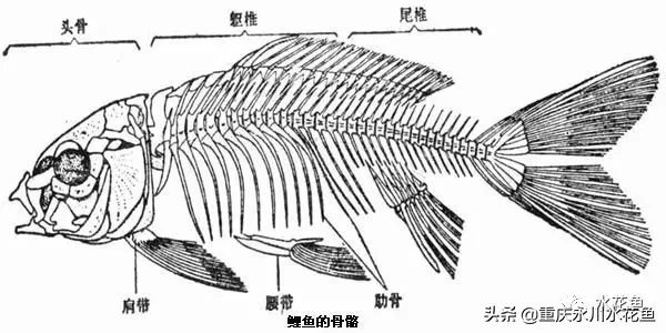 鱼的结构示意图（图文讲解之鱼的形态结构）