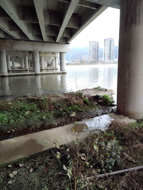 这鱼能生吃？广州河道红眼鱼成群出没，有人钓起后做成鱼片