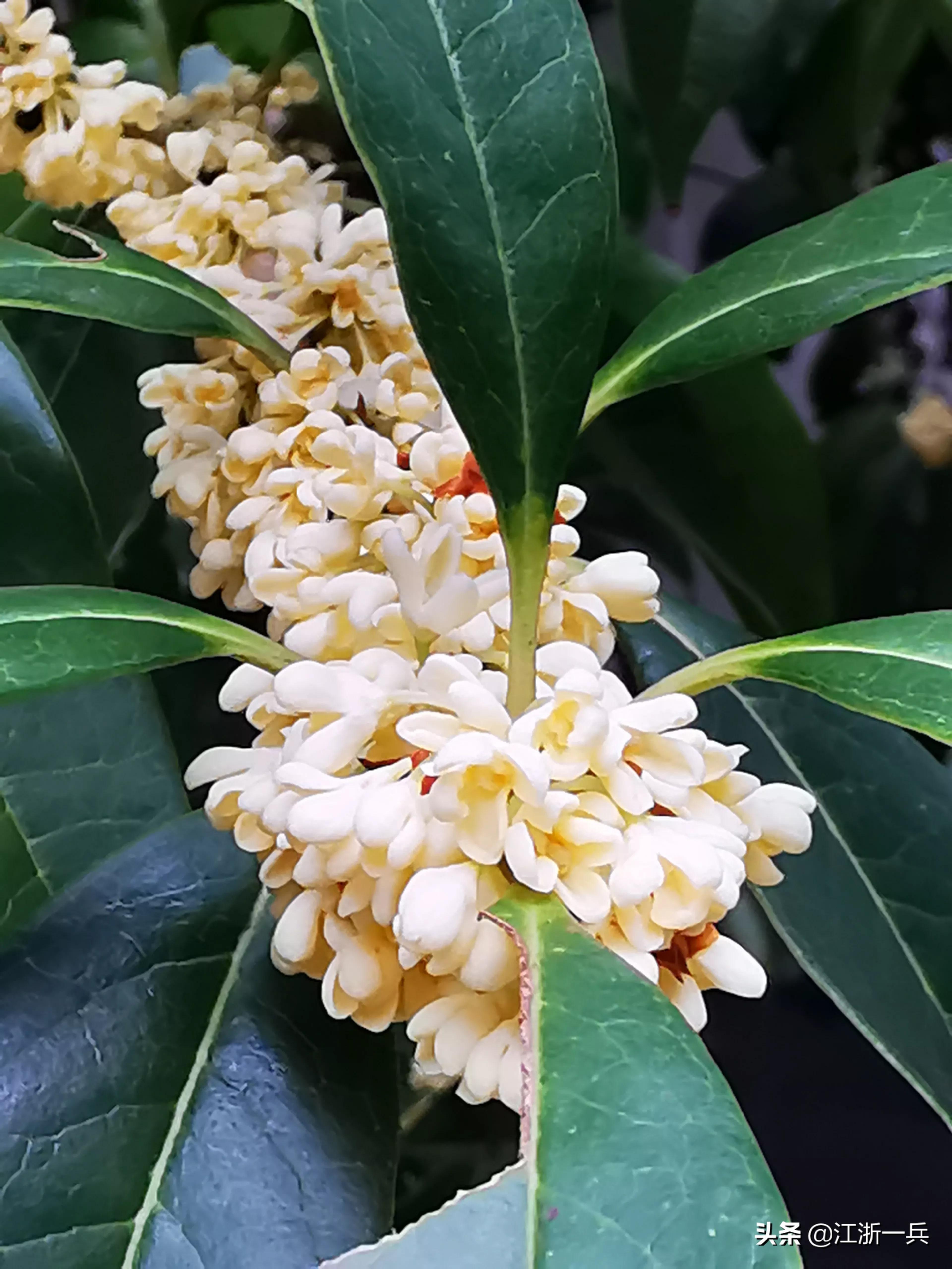 金秋时节丨八月桂花九月开，期待亦美好，花香更醉人