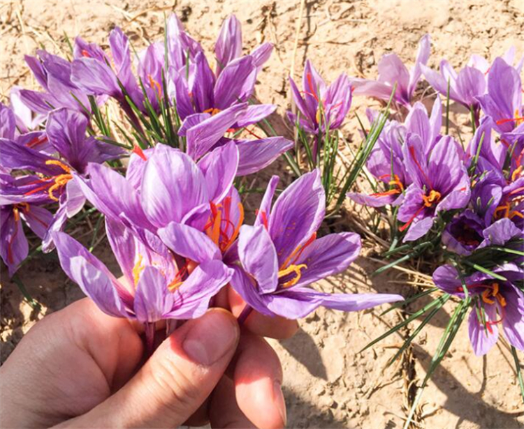 藏红花种植方法与时间（藏红花的正确种植方法分享）