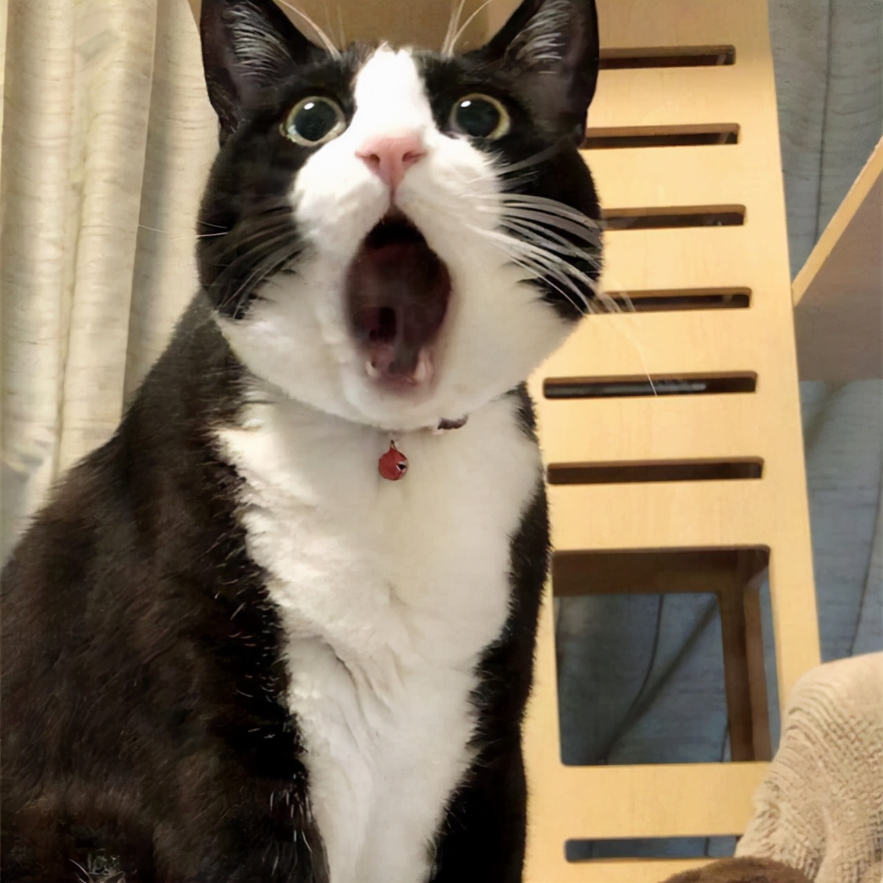 奶牛猫的性格特点（牛奶猫的六个性格特点）