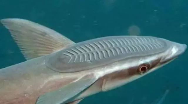 卡申夫鬼美人凤蝶(7种极度罕见的动物,有一种在中国发现,还有一种价值