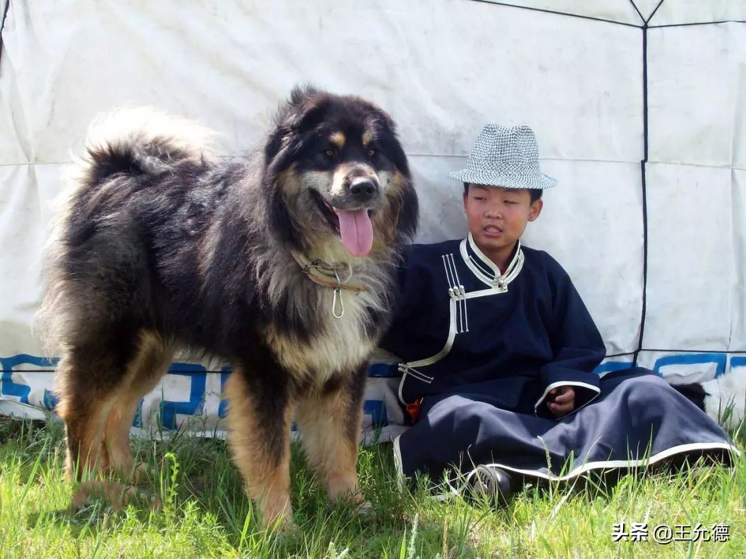 蒙古獒(《中华神犬》~蒙古獒)