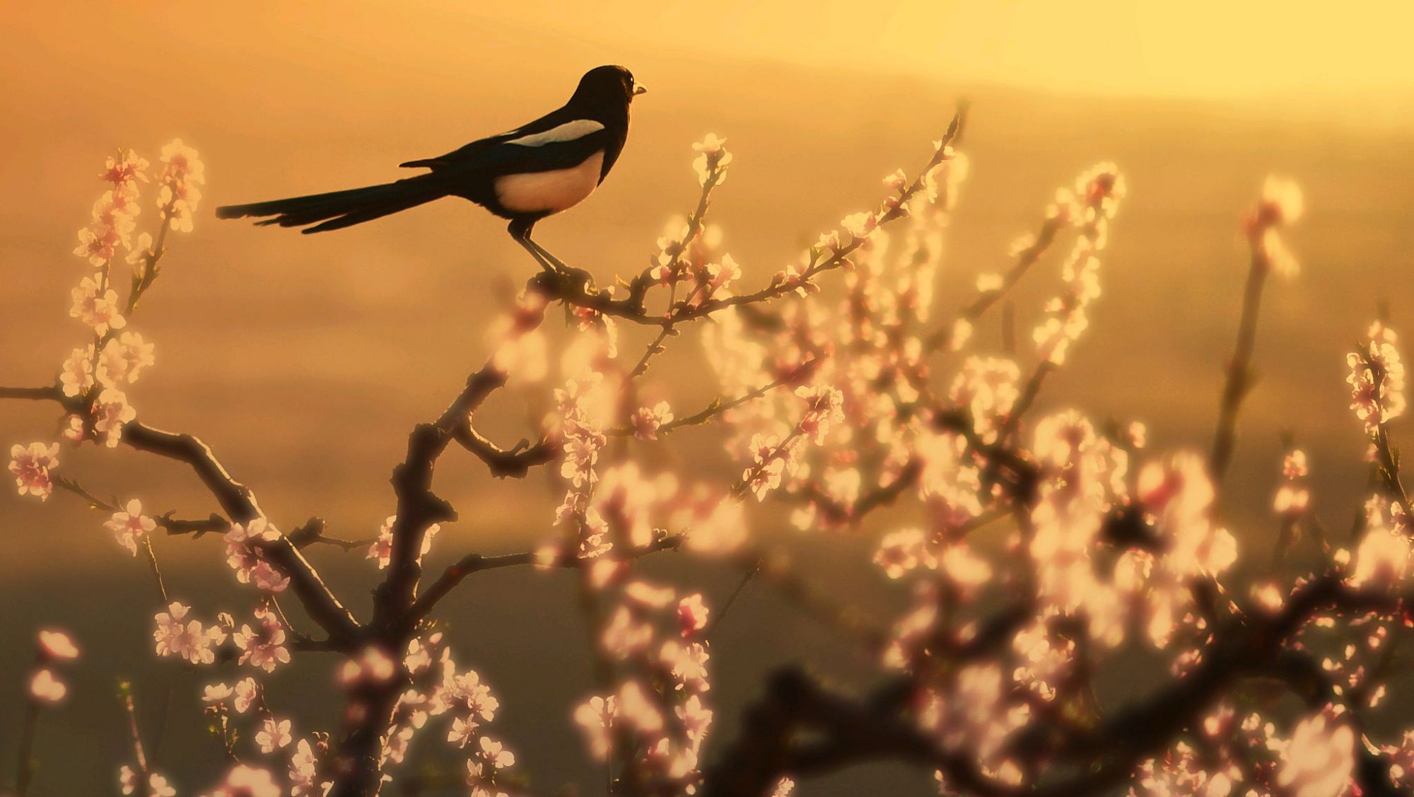 喜鹊叫优美的句子