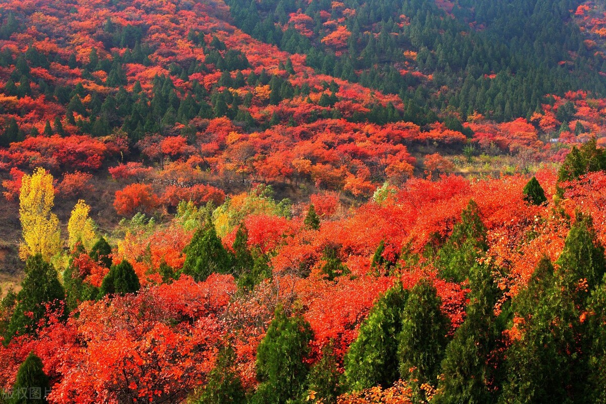 秋日写韵：藏头七绝~香山红叶（三百四十五集）