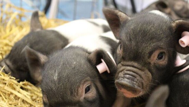 生猪行情不稳定？大肚子黑猪，市场卖100元一斤，养殖前景如何？