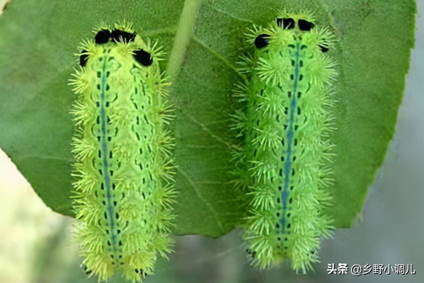 棗樹上的蟲子,棗樹上的蟲子蜇人叫什么