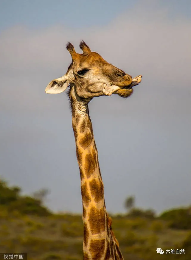 长颈鹿罕见的一幕:不是在食树叶,反而是在啃一块骨头补充营养