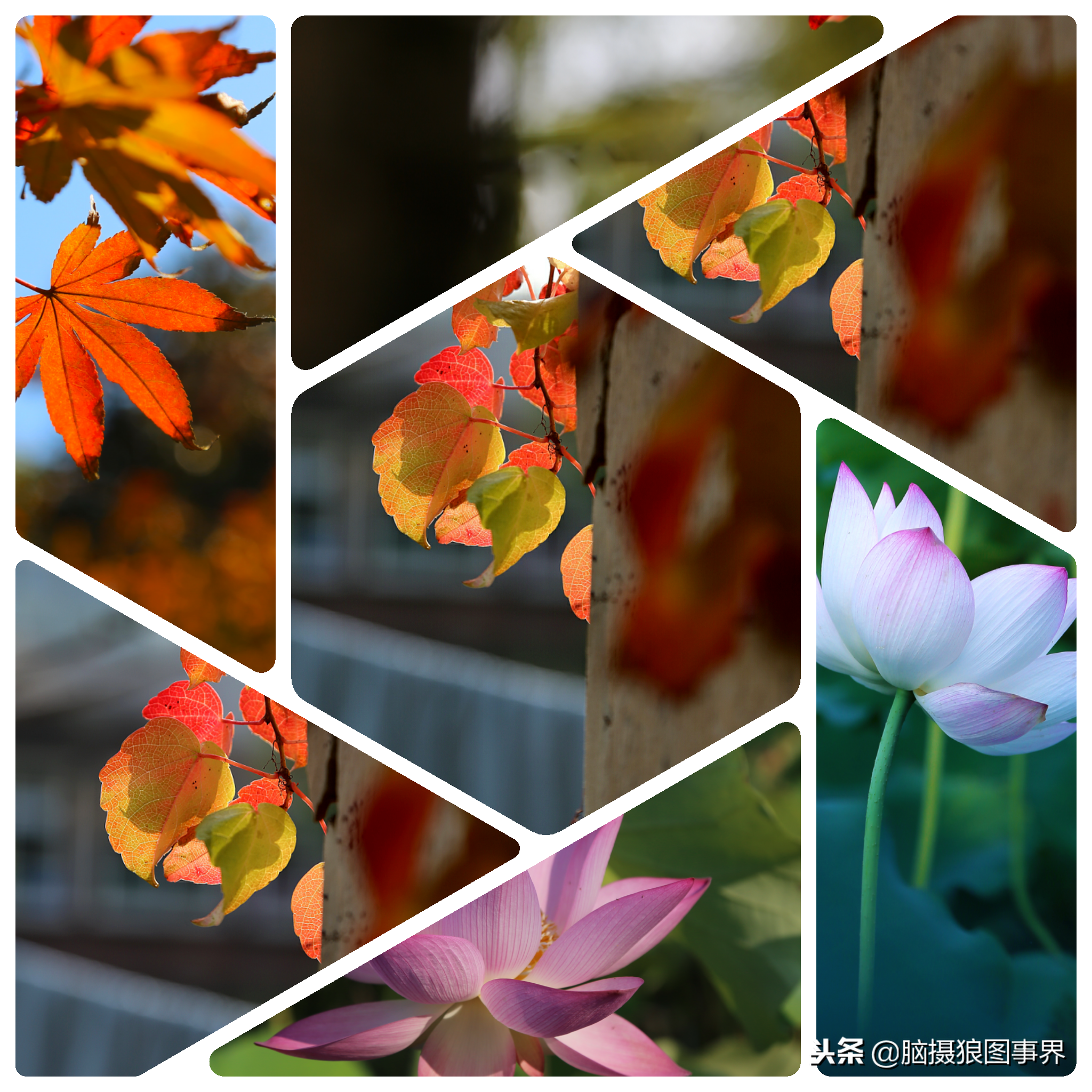 想把手机里几张照片,合成一张照片发给别人,不会ps怎么办?