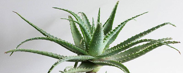 龙爪的功效与作用图片(龙爪的功效与作用)-我的快乐小窝