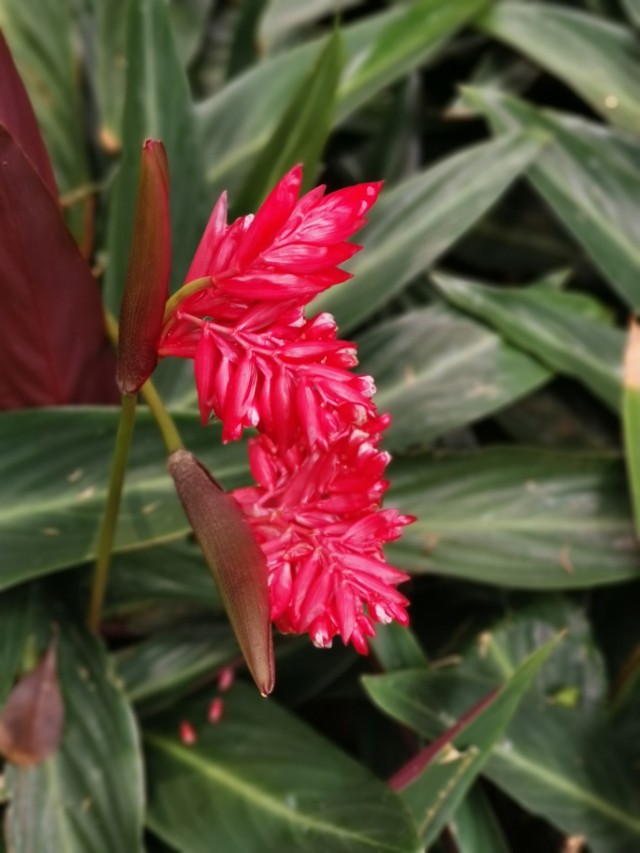 花语:惊艳"紫背竹芋",让人想起一个同样惊艳的段子