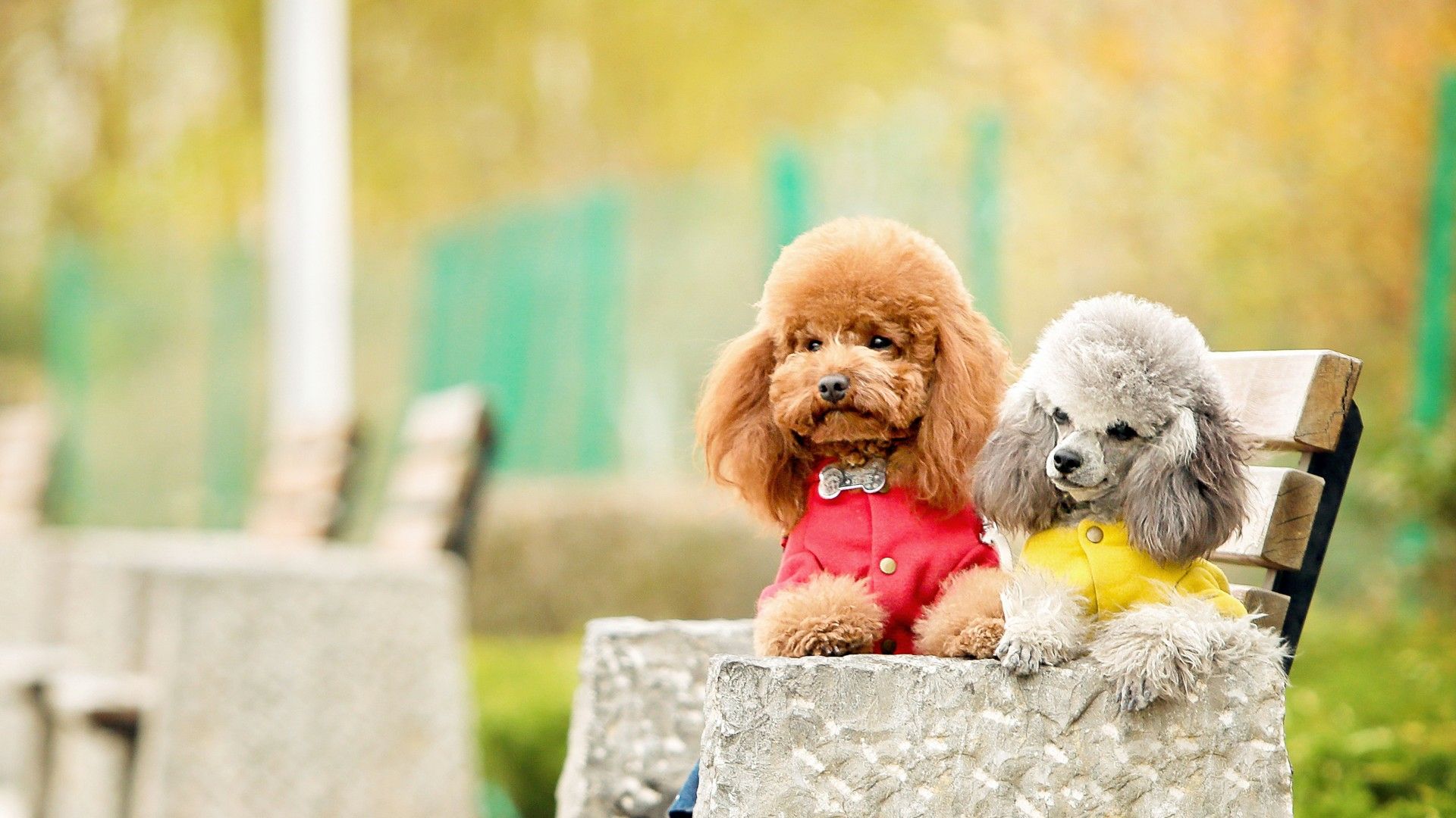 貴賓犬是最適合在城市飼養的狗,但它同樣會咬人,不可掉以輕心