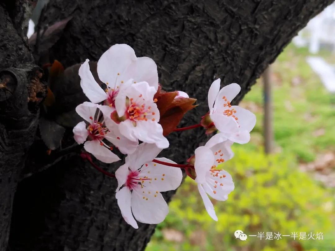 李花：一语天然万古新，豪华落尽见真淳