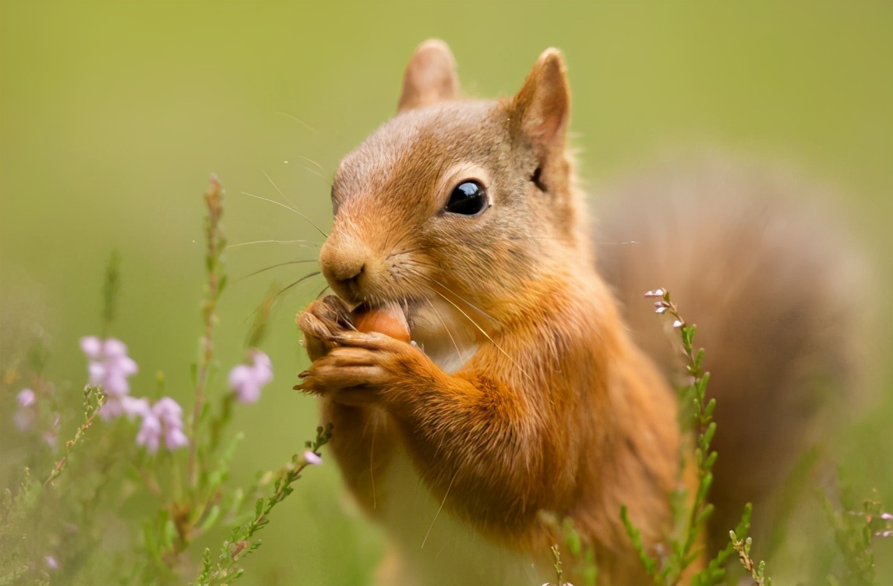 新宠到家 | 宠物松鼠的饲养攻略及注意事项