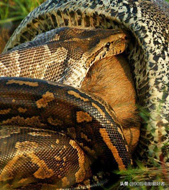 泰坦巨蟒能吞大象吗泰坦巨蟒能吞大象吗