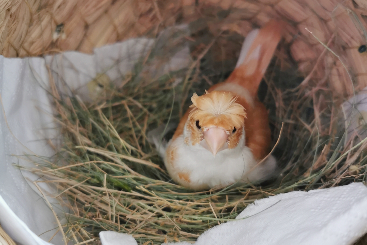 1,菊花头十姐妹