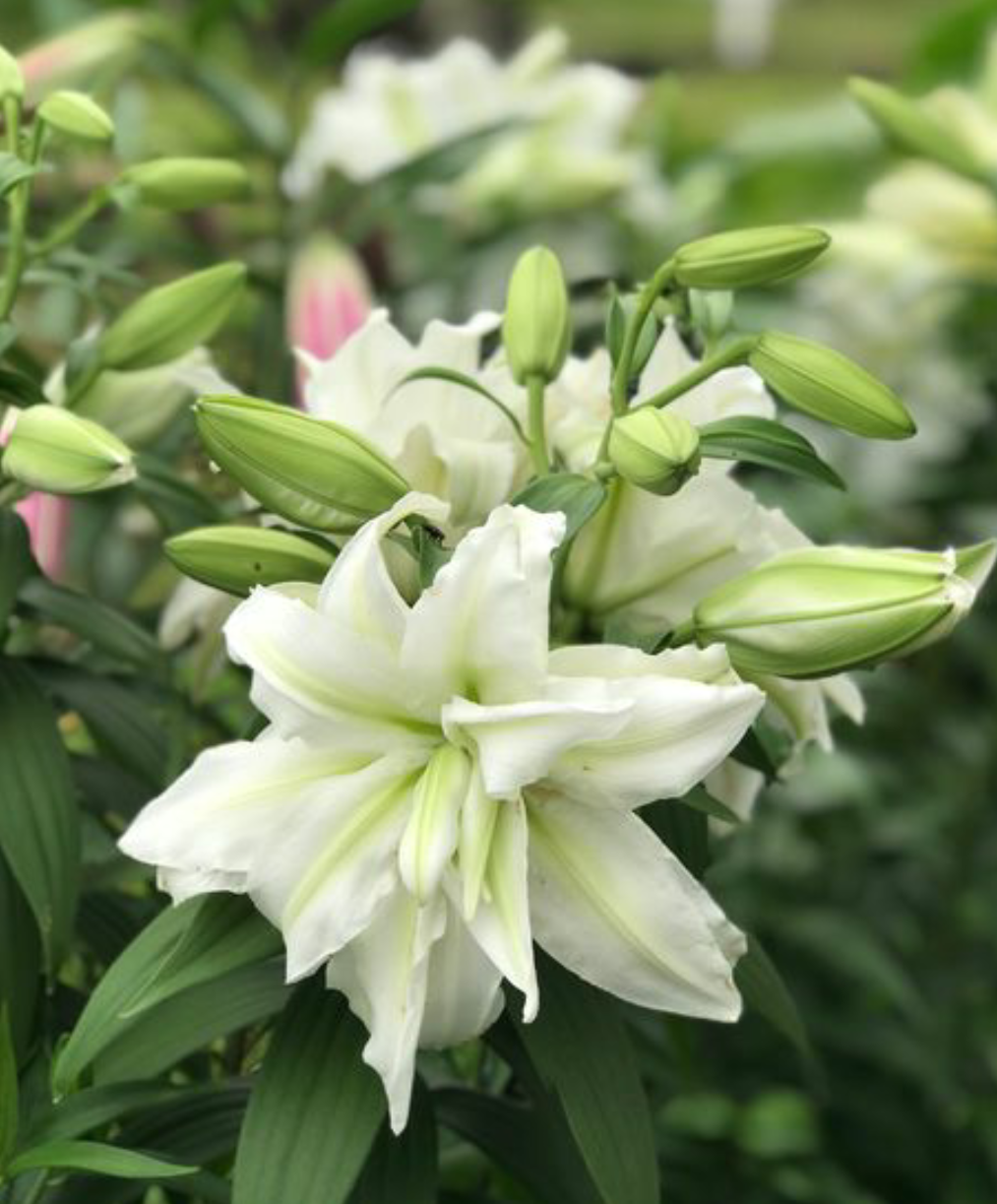 百合花怎么养技巧掌握好花朵鲜艳球根壮年年有花赏