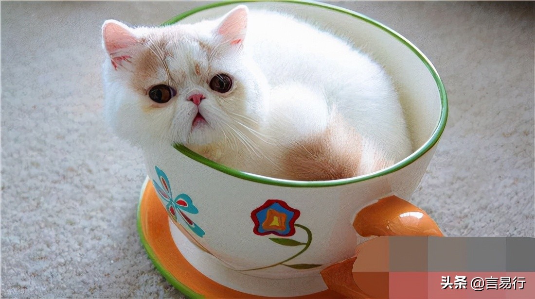 茶杯猫小猫多少钱一只（茶杯猫几元一只）