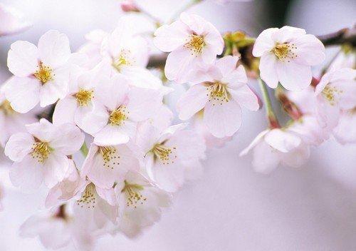 蝶恋花·樱花雨（竹榭）