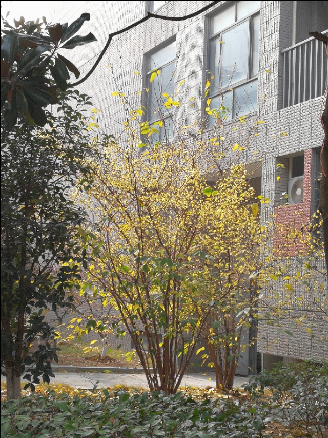 这里不仅有大树、高楼，更有大师——带你参观南京大学仙林校区